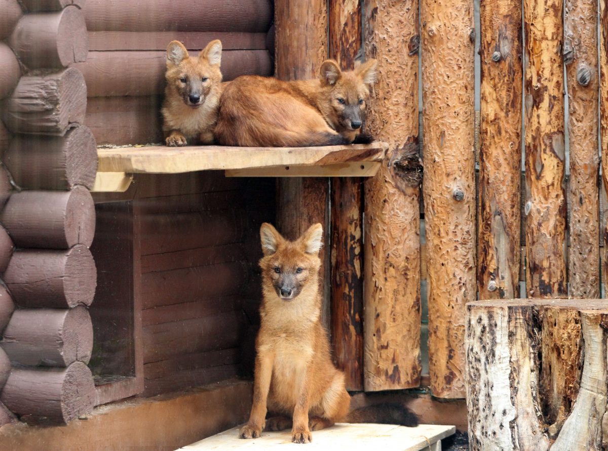 Три красных «поющих» волка поселились в нижегородском зоопарке «Лимпопо»