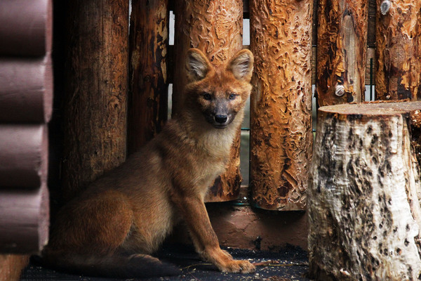 Красные волки переехали в зоопарк Нижнего Новгорода