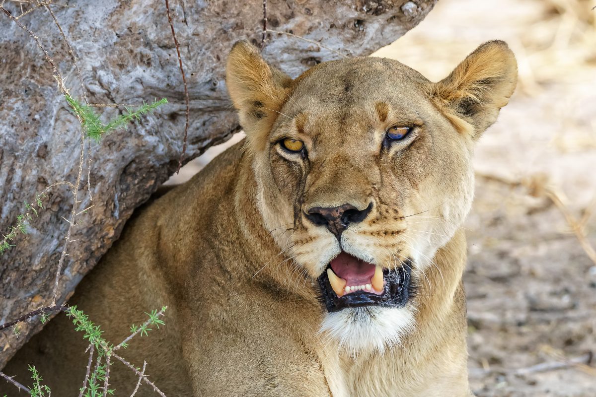 Львица набросилась на сотрудницу зоопарка «Маленькая страна» в Балахне