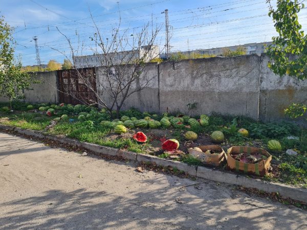 Свалка арбузов образовалась в Дзержинске