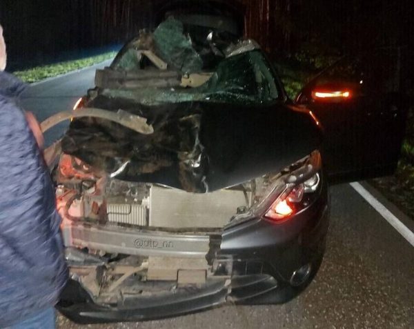 Водитель насмерть сбил лося в Борском округе