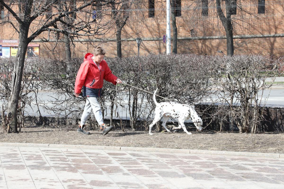 Ограничения по выгулу собак без намордника и поводка могут ввести в Нижнем Новгороде