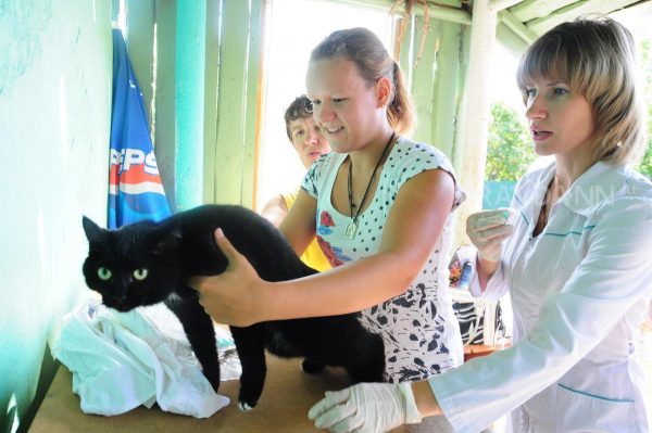 Зараженных бешенством кошек обнаружили в Павловском и Воротынском районах