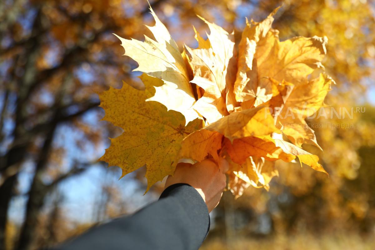Опавшая листва — отличное удобрение, уверен эксперт