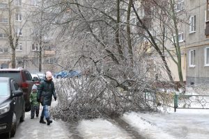 575 деревьев упали в Нижнем Новгороде из-за ледяного дождя