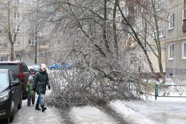 575 деревьев упали в Нижнем Новгороде из-за ледяного дождя