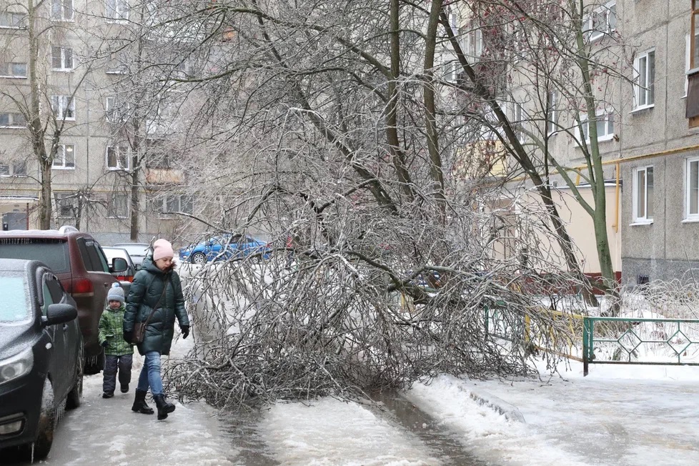 Более 70 деревьев упали в Нижнем Новгороде из-за ледяного дождя