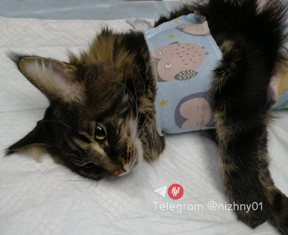 Нижегородские ветеринары спасли кота, проглотившего ластик