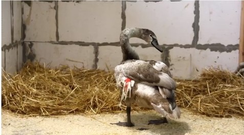 Спасенного в Артемовских лугах лебедя осмотрели ветеринары «Лимпопо»