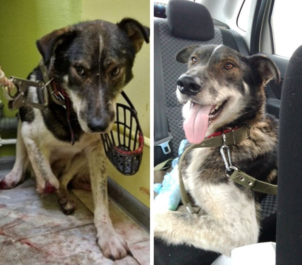Нижегородцы помогли собрать деньги на операцию для собаки с отрубленными лапами