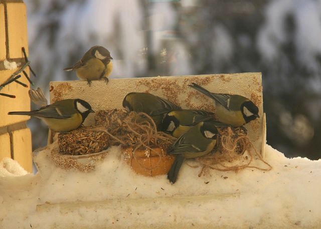 Орнитолог рассказал, чем кормить птиц зимой