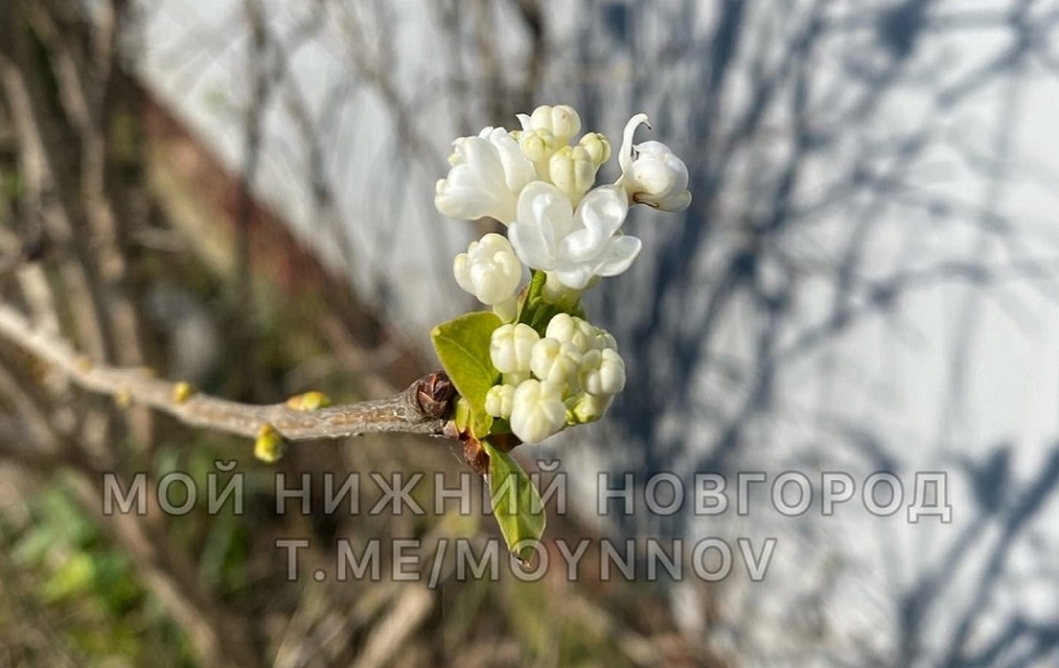 Ягоды и цветы зацвели в Нижегородской области в ноябре