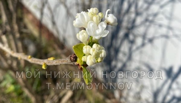 Ягоды и цветы зацвели в Нижегородской области в ноябре