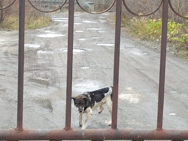 Нижегородские зоозащитники пытаются спасти собаку с отрубленными лапами