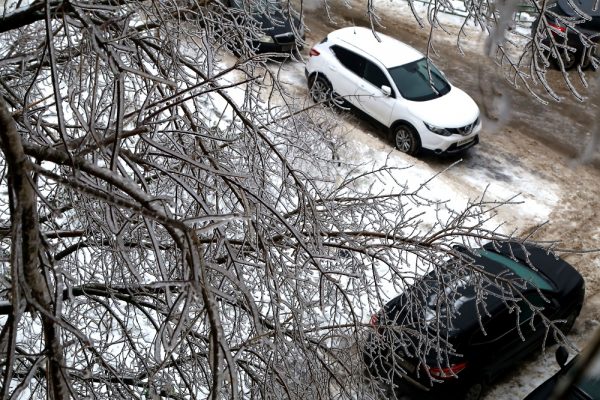 Зоолог рассказал, как ледяной дождь сказывается на деревьях и растениях