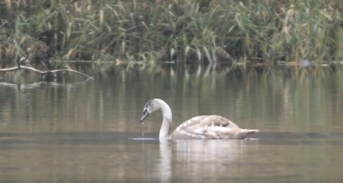 Нижегородские зоозащитники спасают молодого лебедя-шипуна