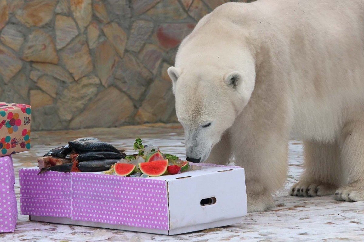 В Ленинградском зоопарке отметили день рождения белой медведицы Хаарчааны
