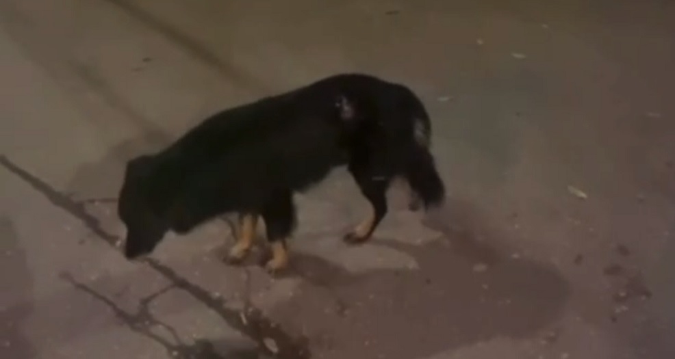 Собаку, в которую стреляли неизвестные, ищут в Нижнем Новгороде