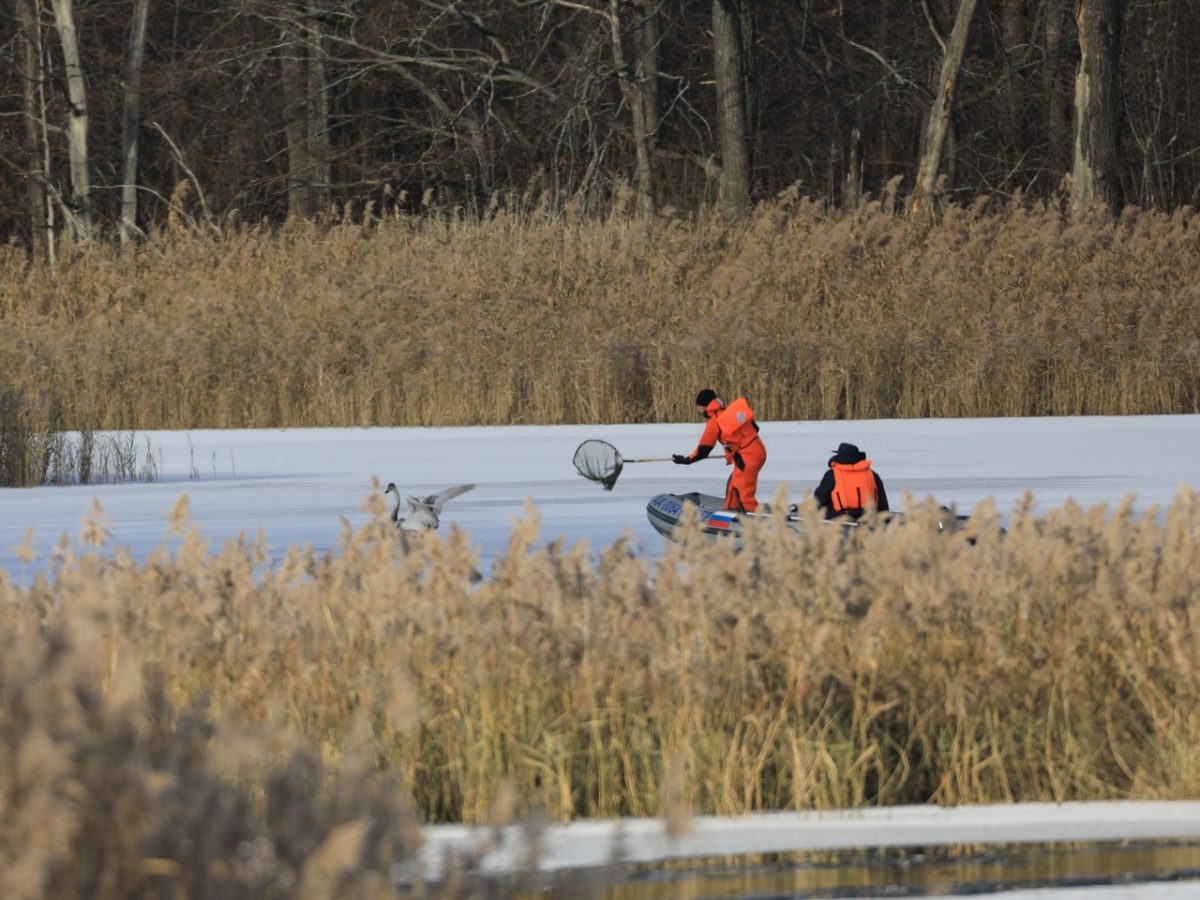 Два отряда МЧС спасли замерзающего лебеденка со сломанным крылом в Артемовских лугах