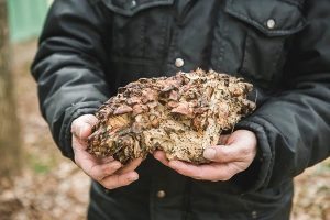 Краснокнижный «танцующий гриб» обнаружен в нижегородском парке «Швейцария»