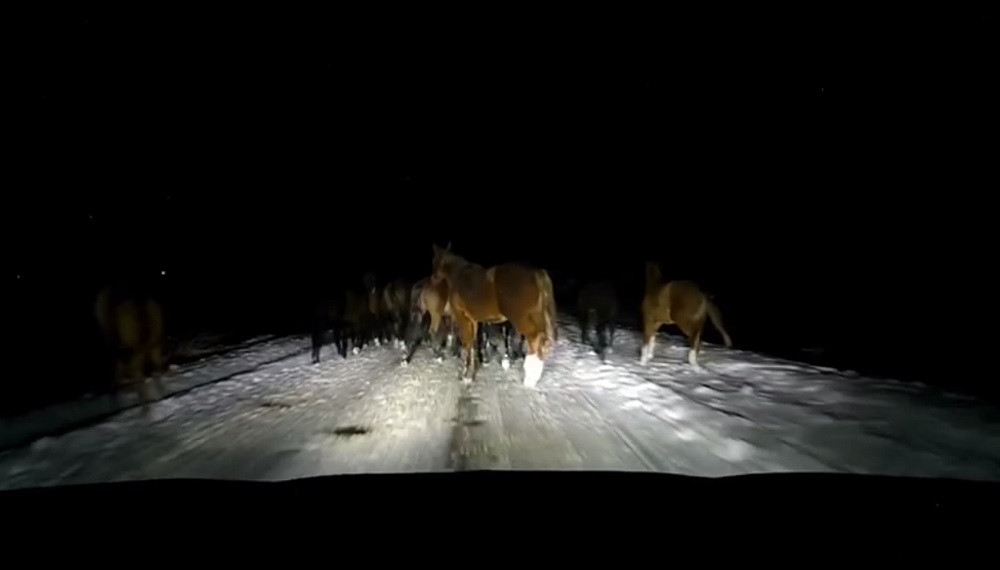 Табун разгуливающих лошадей едва не стал причиной ДТП в Шатковском районе