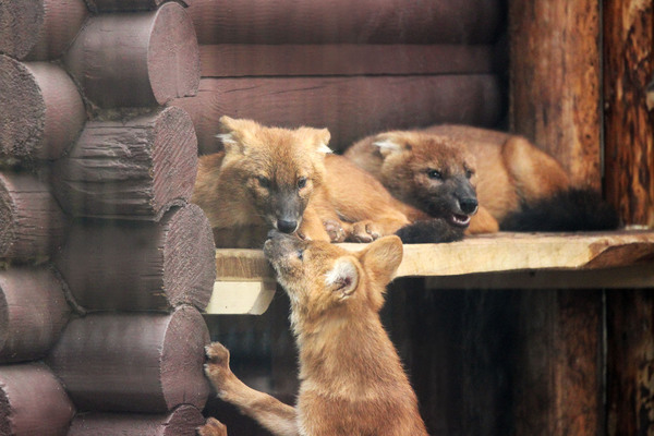 Посетители нижегородского зоопарка «Лимпопо» выбрали имена для красных волков