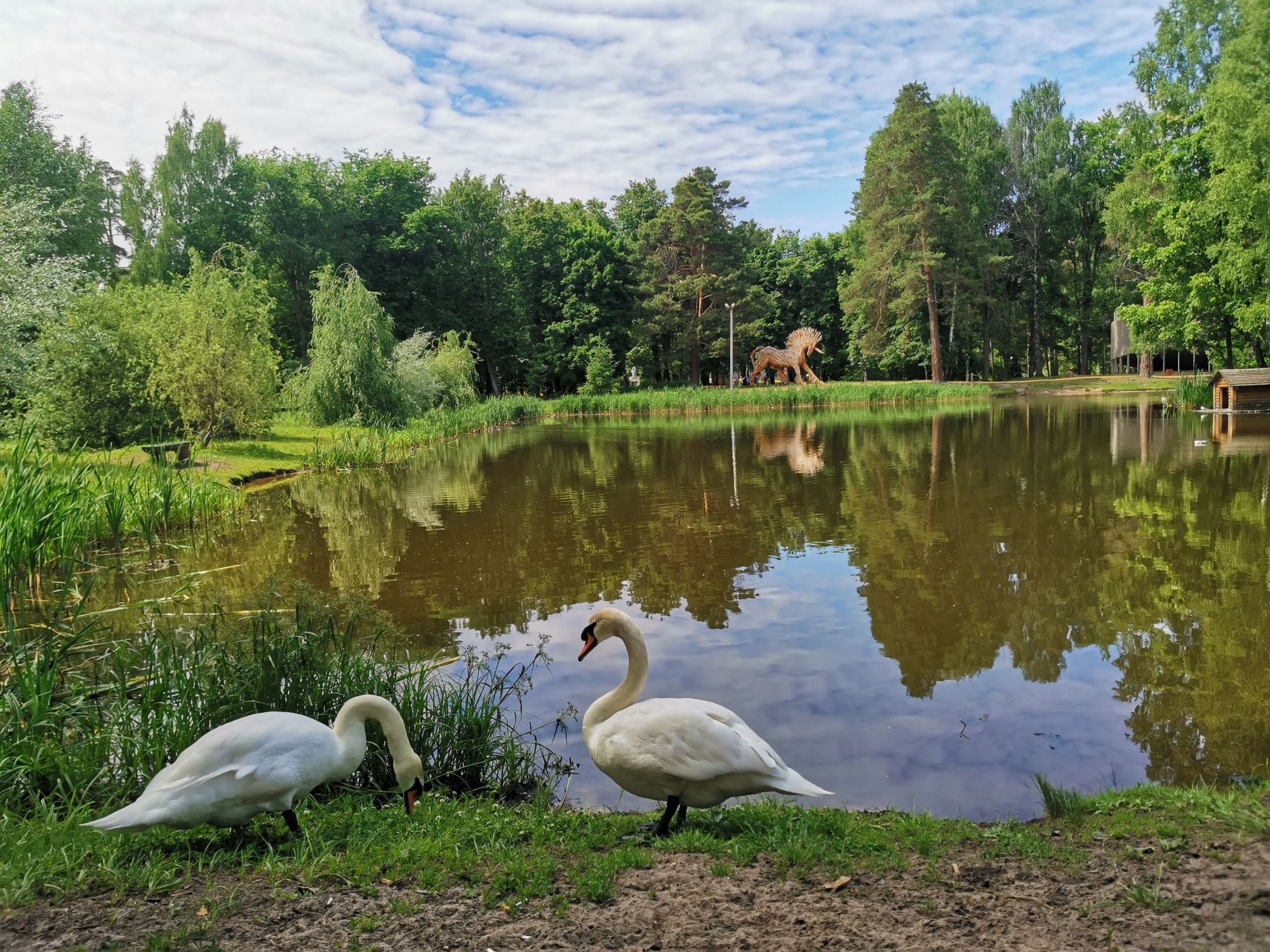 Белый лебедь Людмила, которая жила на озере в городском парке Выксы, умерла  16 ноября 2022 | Нижегородская правда