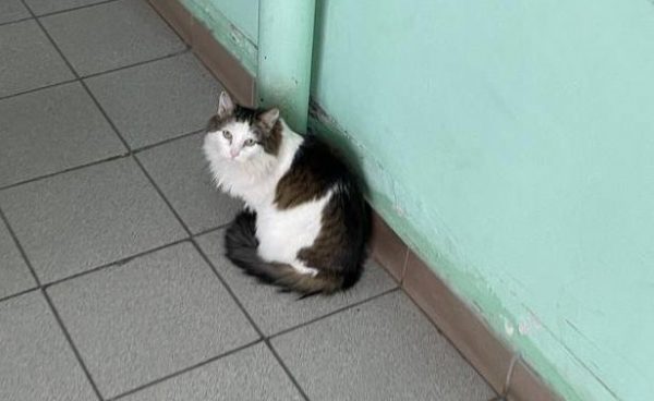 Мелик-Гусейнов предложил найти коту из городской больницы №7 новое место