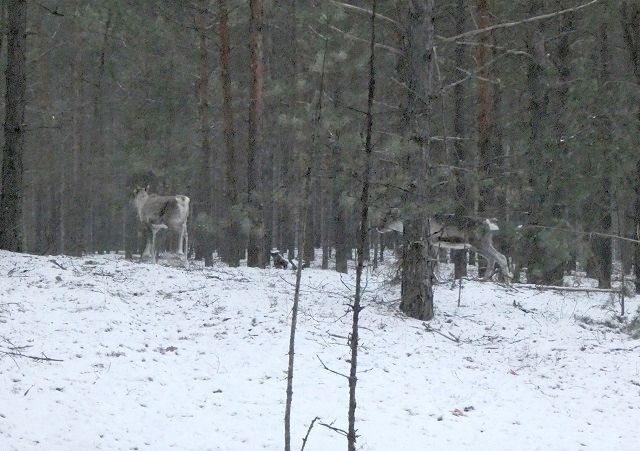 Двух лесных северных оленей выпустят в природу в Керженском заповеднике