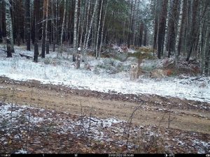 Стаю волков зафиксировала фотоловушка в Керженском заповеднике