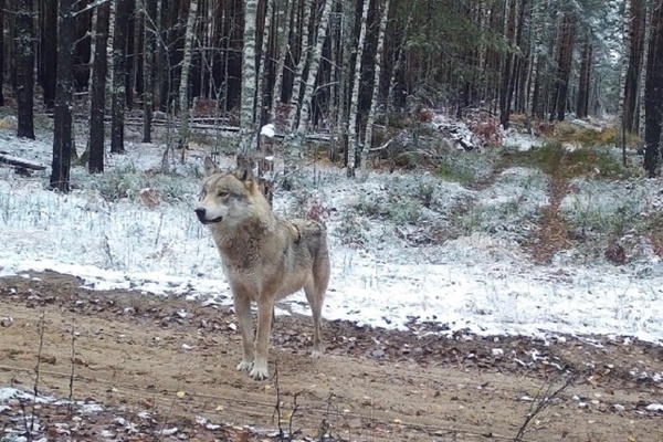 Волки попали в фотоловушку в Керженском заповеднике