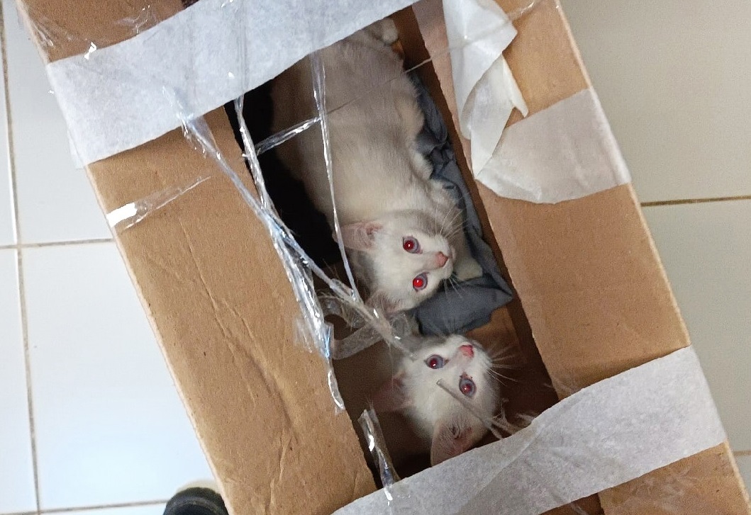 Коробку с двумя котами подбросили к дверям нижегородского приюта для животных