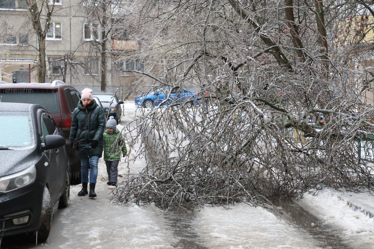 Новые деревья вместо упавших из-за непогоды в Нижнем Новгороде посадят в 2023 году