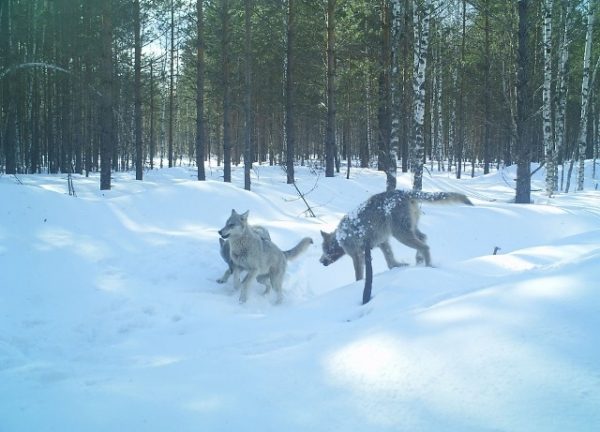 Вознаграждение за добычу волка в Нижегородской области увеличено до 35 тысяч рублей