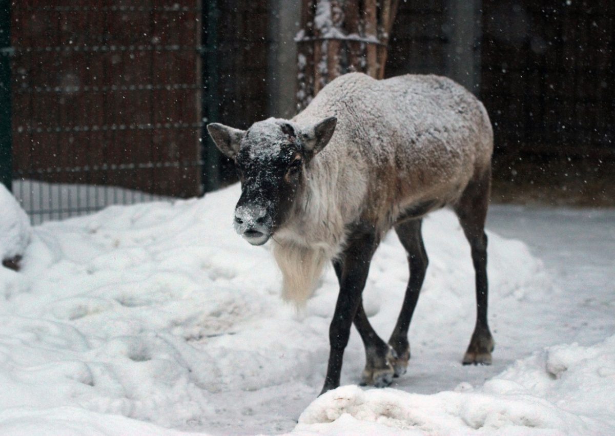Олень Яхонт из нижегородского зоопарка «Лимпопо» сбросил рога