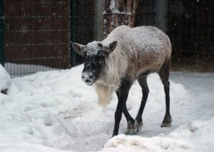 Олень Яхонт из нижегородского зоопарка «Лимпопо» сбросил рога