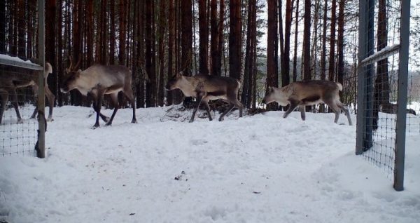 Шесть северных оленей выпустили в дикую природу в Керженском заповеднике