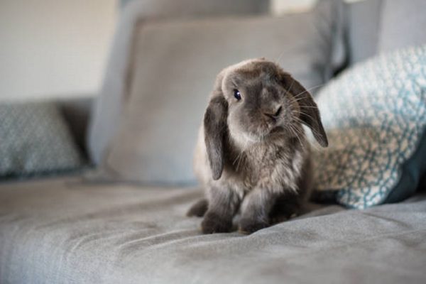 Нижегородские владельцы кроликов рассказали, как приручить главный символ нового года