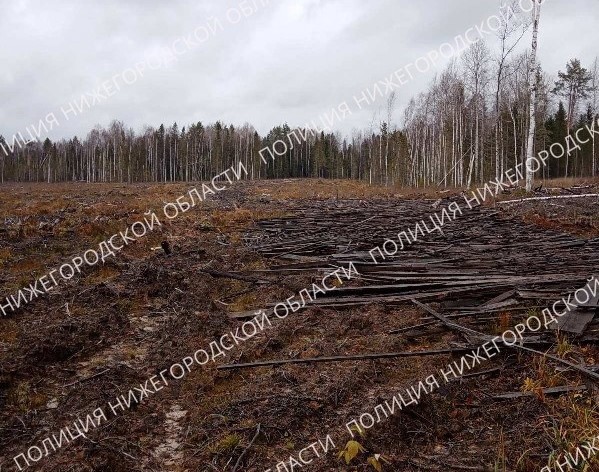 Полицейские пресекли незаконную вырубку леса в Тонкинском районе