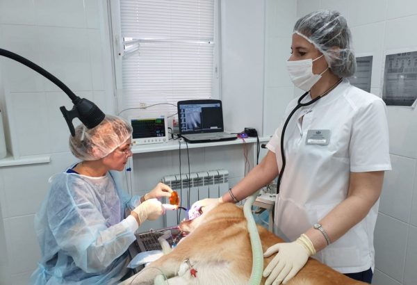 Более 2 000 стоматологических услуг оказали специалисты областной госветслужбы в&nbsp;2022 году