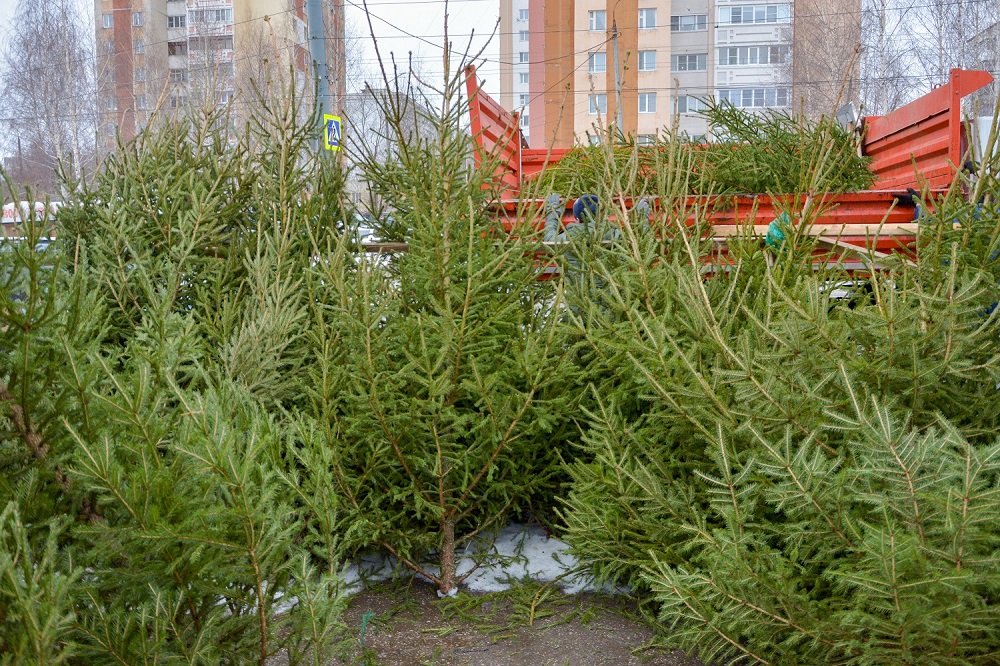 Четыре факта незаконной торговли елками выявили в Нижнем Новгороде