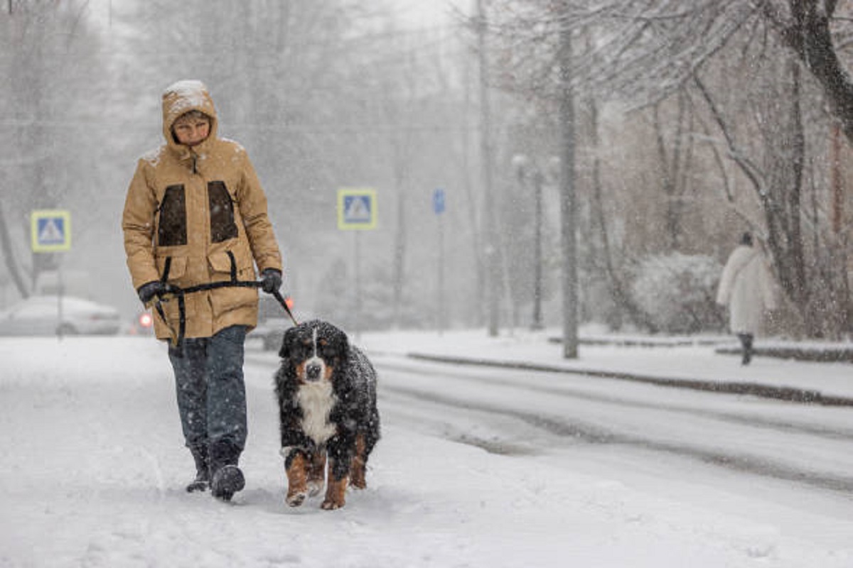 Нижегородцев обяжут чипировать своих собак: что думают эксперты и владельцы животных