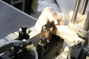 26 нижегородцев заразились мышиной лихорадкой