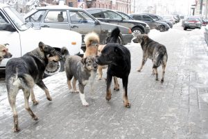 Более 300 бездомных собак отловили в Нижнем Новгороде в 2022&nbsp;году