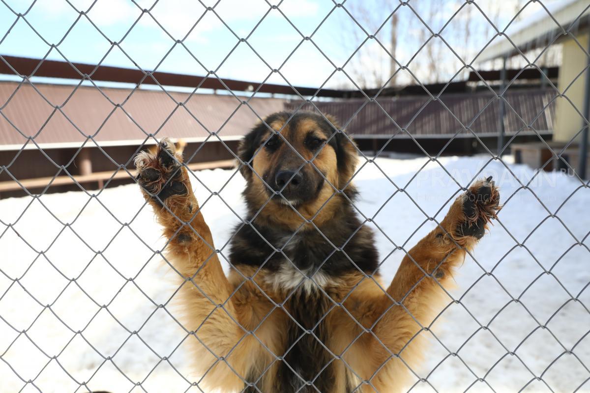 Жители Дзержинска жалуются на бродячих собак