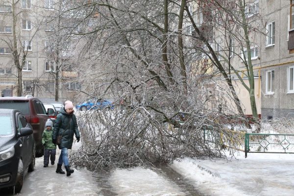 Рабочие убрали 600 упавших после ледяного дождя деревьев в Нижнем Новгороде