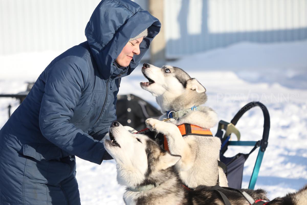 Как зимой меняется поведение собаки?