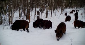 Фотоловушка поймала стадо кабанов в Керженском заповеднике