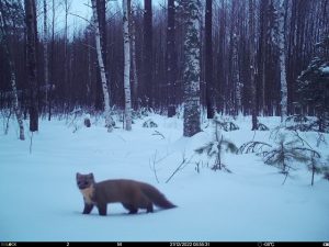 Лесная куница попала в фотоловушку в Керженском заповеднике