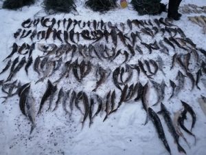 Браконьеры выловили 168 краснокнижных стерлядей в Самарской области
